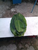 20100215Farm Visit51.jpg